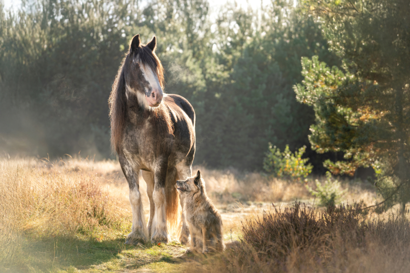 Paard en hond 2025 sfeerfoto