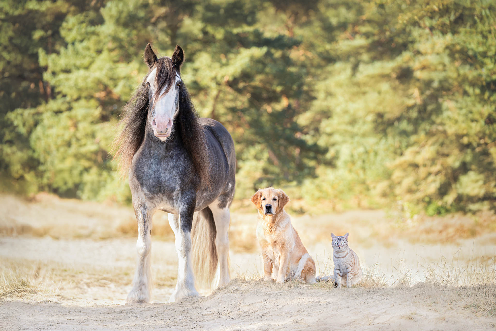 Paard, hond en kat 2025 sfeerfoto