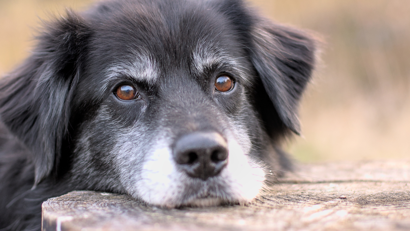 Al eens gedacht aan massage bij een oude hond?