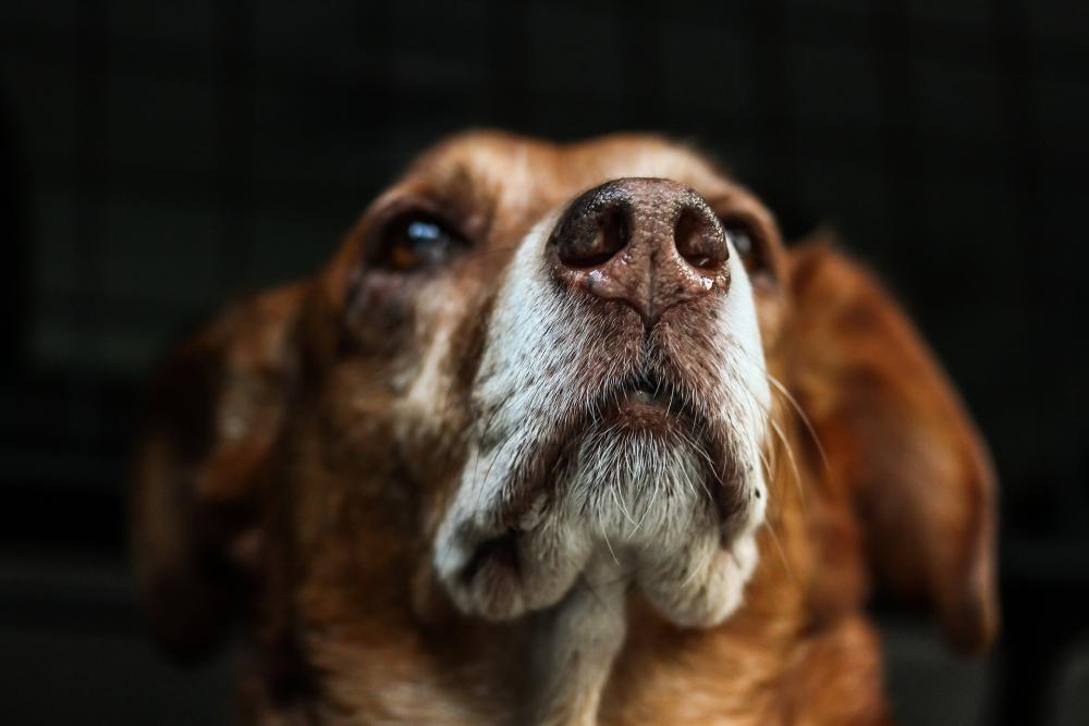 Wegversperring Kabelbaan Aanbod Oudere hond | NML health