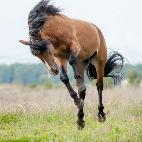 Herken En Behandel Lichamelijke En Geestelijke Klachten Door Hengstigheid |  Nml Health