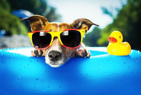 gastvrouw Doorweekt Attent Goed voorbereid op vakantie met je hond | NML health