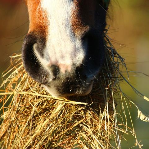 relatie tussen maagproblemen en stress bij paarden en het belang maagkruiden | NML health