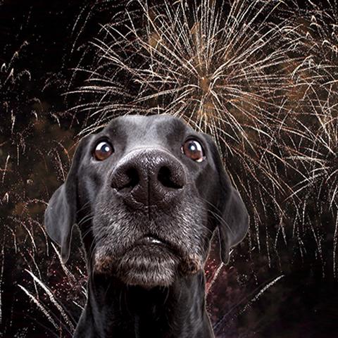 Veraangenamen Catastrofaal Hoopvol Uit de praktijk van Evelien… vuurwerkangst bij honden | NML health